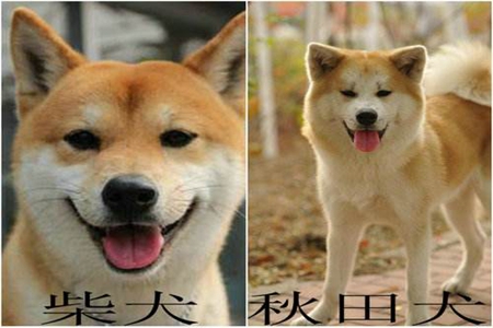 柴犬和秋田犬的区别，这三个区别能分辨出柴犬秋田犬