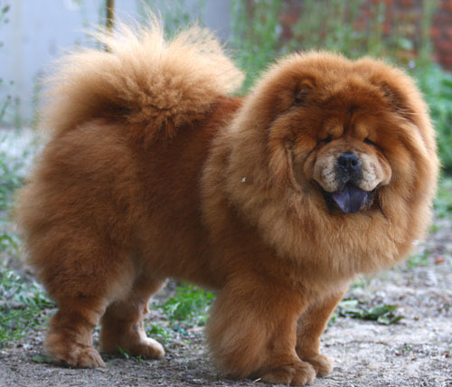 松狮犬的特点 聪明机灵我行我素