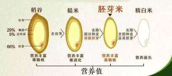 玄米是什么米 