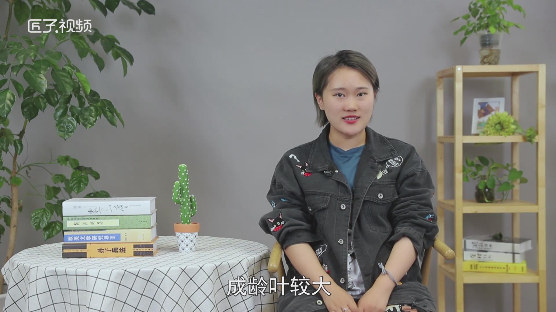 黑玫瑰花语是什么 