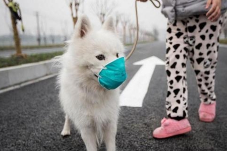 猫狗等宠物会感染新型冠状病毒吗？铲屎官该如何喂养宠物？