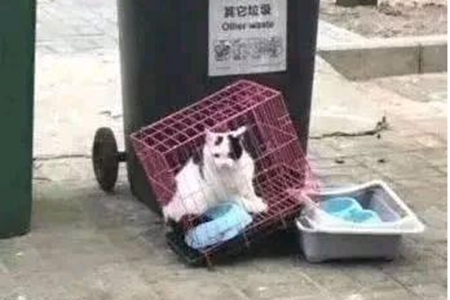 猫狗等宠物会感染新型冠状病毒吗？铲屎官该如何喂养宠物？