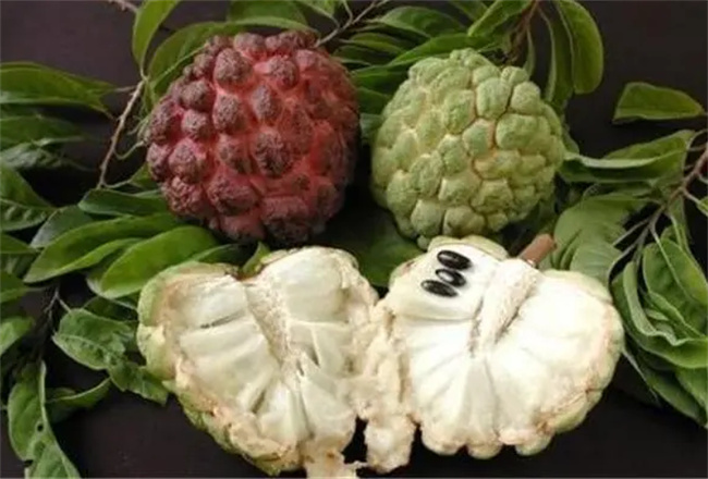 凤梨释迦果的食用价值是什么 凤梨释迦对人体的好处 