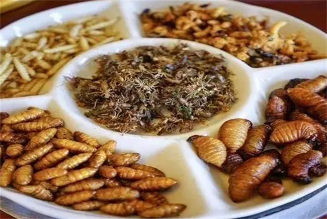 什么虫类可以吃 昆虫有营养吗 