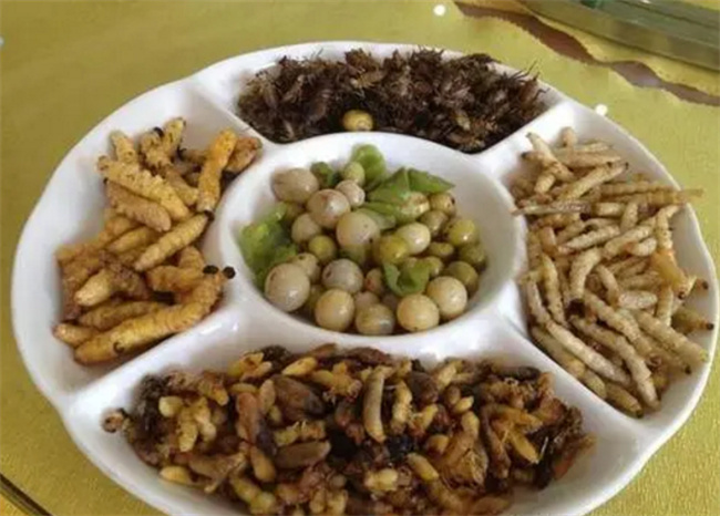 什么虫类可以吃 昆虫有营养吗 