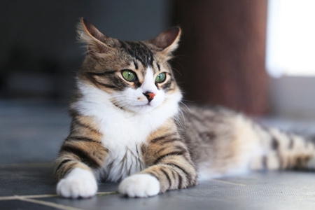 初学者养猫注意事项，猫咪喜欢做的4件事可能接受不了