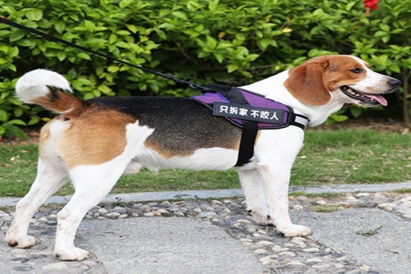 家庭养犬需要拴狗绳，这三种款式能控制好狗狗活动
