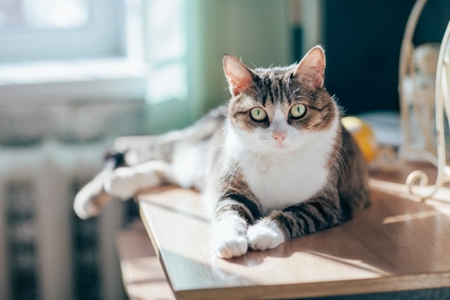 猫背着主人偷吃草，吃的草都可能是抗生素