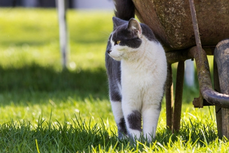 初学者养猫注意事项，猫咪喜欢做的4件事可能接受不了