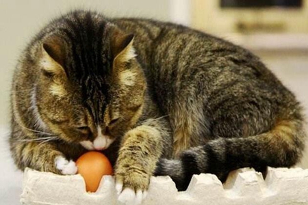 猫咪可以吃鸡蛋么？这三点猫吃鸡蛋注意事项不要忽略