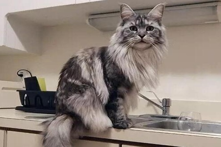 挪威森林猫怎么养？这五个饲养的工作不能漏