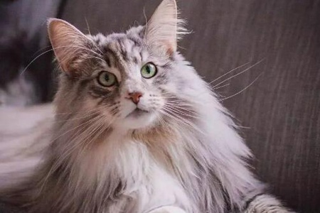 挪威森林猫怎么养？这五个饲养的工作不能漏