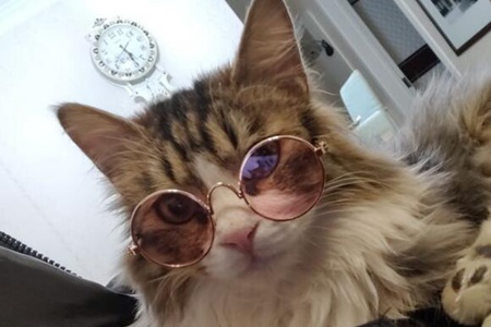 挪威森林猫怎么养？这五个饲养的工作不能漏
