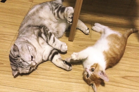 两只猫咪打架怎么办？试试这4招保管阻止猫咪打架