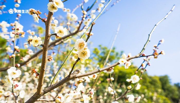 扬州市春季赏花去哪里 推荐扬州市春季赏花景点 