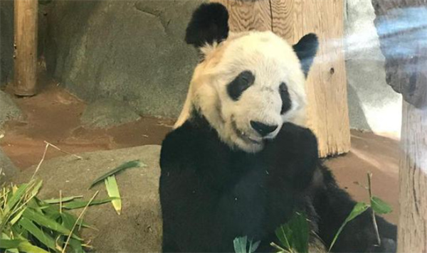 ​大熊猫丫丫身体状况评估完毕 情况如何？ 