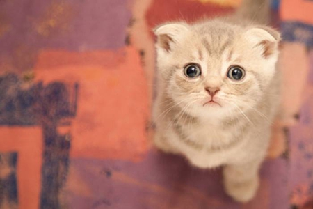 宠物猫慢性肾脏病得病高，保证宠物健康和生活品质