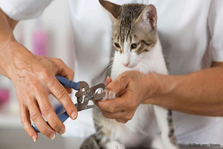 宠物猫剪指甲就是灾难？这五点铲屎官优雅剪指甲