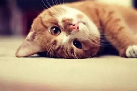 宠物猫发烧了如何退烧？铲屎官掌握猫发烧的家庭护理