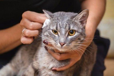 宠物猫发烧了如何退烧？铲屎官掌握猫发烧的家庭护理