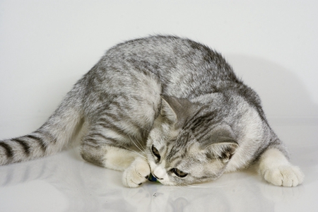猫咳嗽气喘疾病怎么解决？控制疾病评估检查