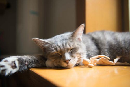 宠物猫手贱爪痒爱破坏？究其原因无外乎这4个原因
