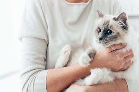 宠物猫手贱爪痒爱破坏？究其原因无外乎这4个原因
