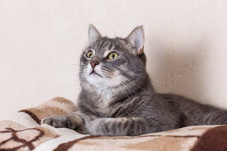 猫咳嗽气喘疾病怎么解决？控制疾病评估检查