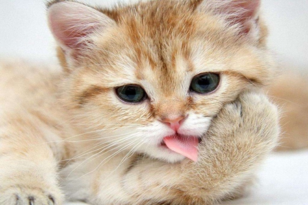 宠物猫慢性肾脏病得病高，保证宠物健康和生活品质