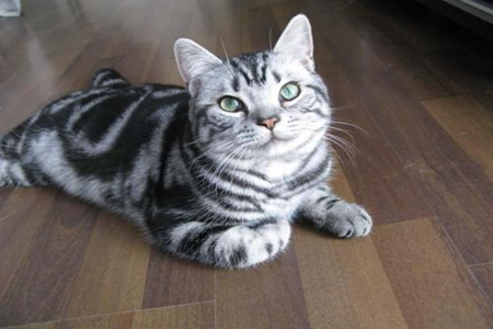 宠物猫手贱爪痒爱破坏？究其原因无外乎这4个原因