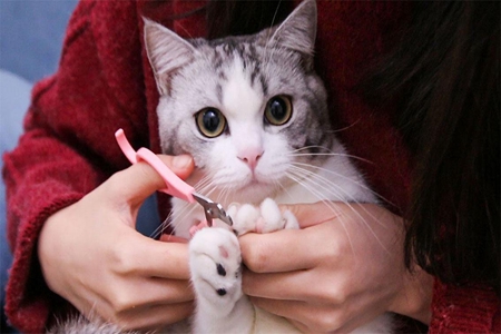 宠物猫剪指甲就是灾难？这五点铲屎官优雅剪指甲
