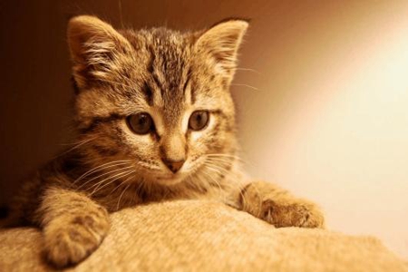 宠物猫发烧了如何退烧？铲屎官掌握猫发烧的家庭护理