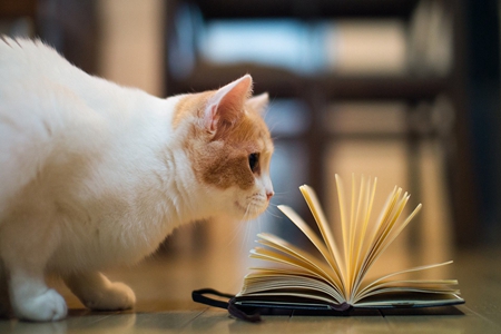 宠物猫慢性肾脏病得病高，保证宠物健康和生活品质