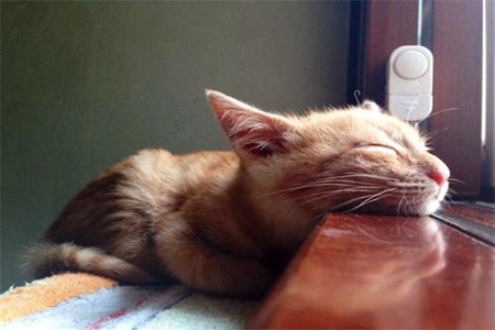 宠物猫发烧了如何退烧？铲屎官掌握猫发烧的家庭护理