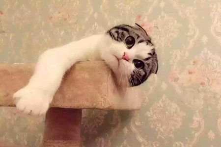 宠物猫慢性肾脏病得病高，保证宠物健康和生活品质