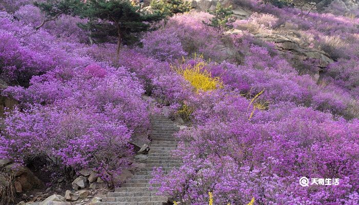 抚顺市春季赏花去哪里 推荐抚顺市春季赏花好去处 