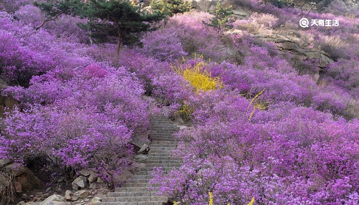 白城市春季赏花去哪里 推荐白城春季赏花好去处 