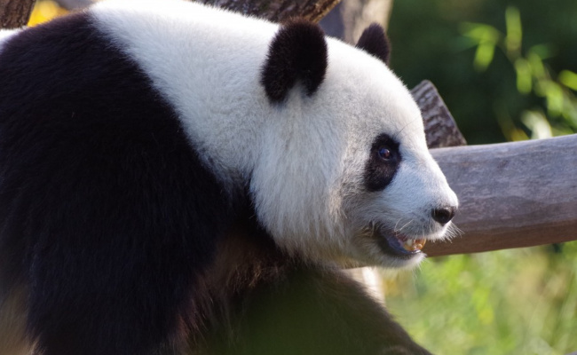 ​网友突击式检查世界各地大熊猫 为何如此重视？ 