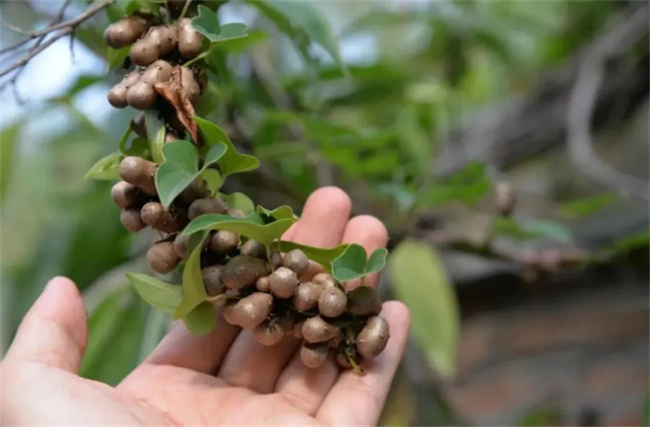 ​山药豆是从山药上摘下来的吗 