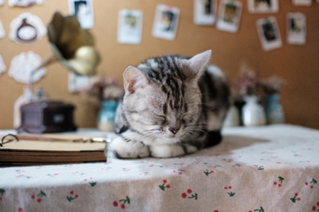 宠物猫吐毛球要多注意，高频率吐毛球可能得疾病