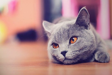 宠物猫麻醉预后护理要点，注意这六点生活习惯