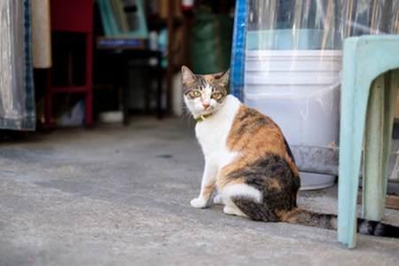 宠物猫减少毛球五个好方法，能降低得疾病的几率