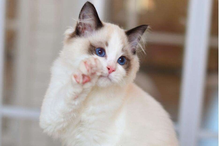 宠物猫防治猫季节性过敏，斩断过敏原和局部治疗