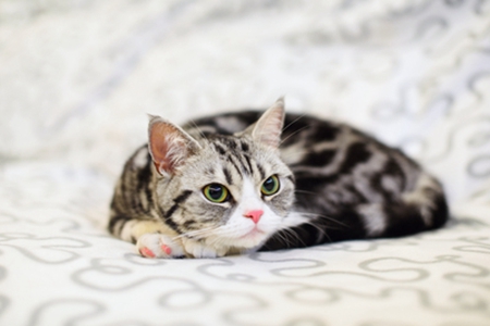 宠物猫吐毛球要多注意，高频率吐毛球可能得疾病