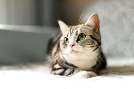 宠物猫吐毛球要多注意，高频率吐毛球可能得疾病