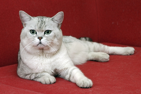 宠物猫会把家当游乐场，猫主人要多注意生活习惯