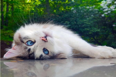 宠物猫麻醉预后护理要点，注意这六点生活习惯