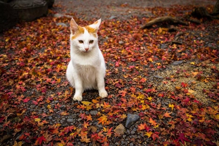 宠物猫防治猫季节性过敏，斩断过敏原和局部治疗