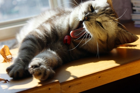 宠物猫防治猫季节性过敏，斩断过敏原和局部治疗