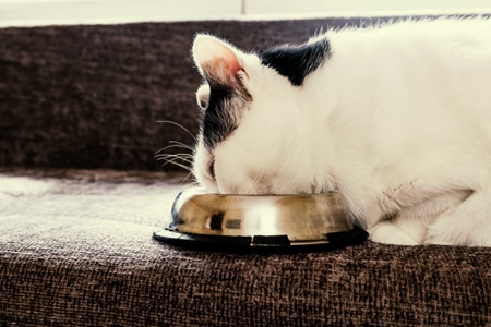 猫主人买猫粮预算钱，买前仔细查看配方表